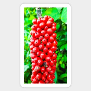 Closeup from Arum italicum subsp. canarienses ripe with red berries Sticker